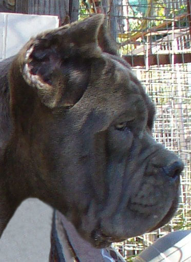 Publication : di Re Manfredi