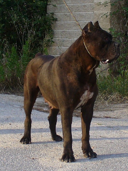 Publication : di Re Manfredi