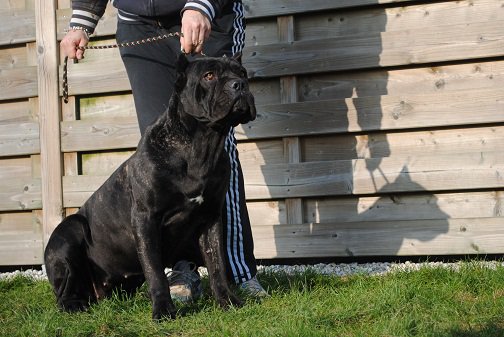 Publication : di Re Manfredi Auteur : Paolo Renzullo