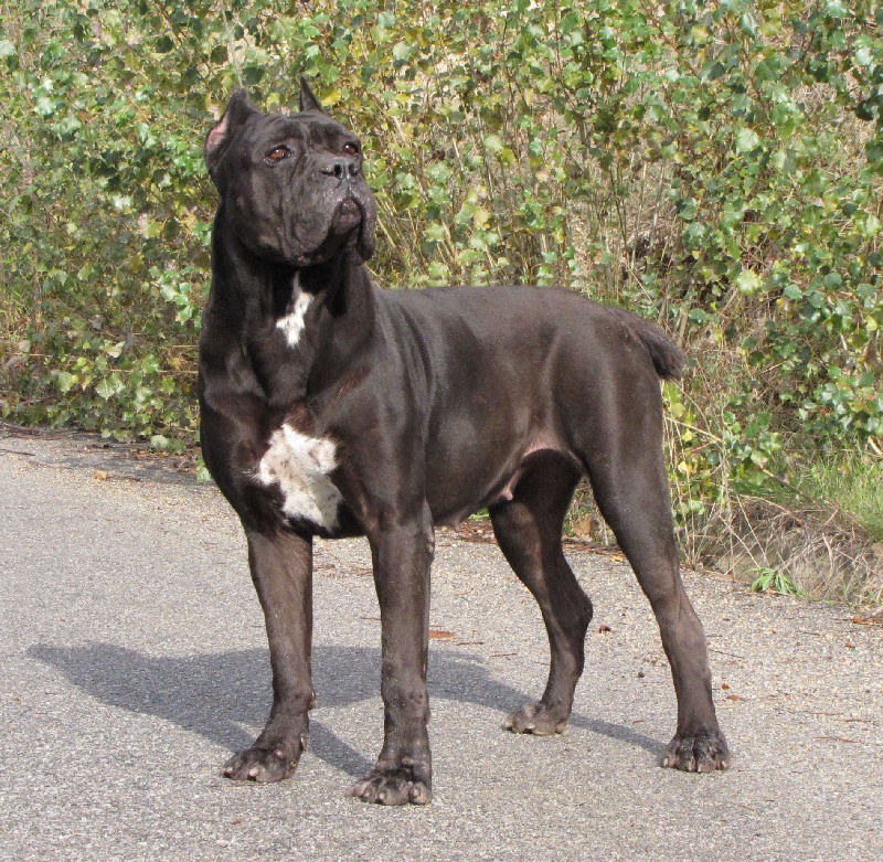 Publication : di Re Manfredi