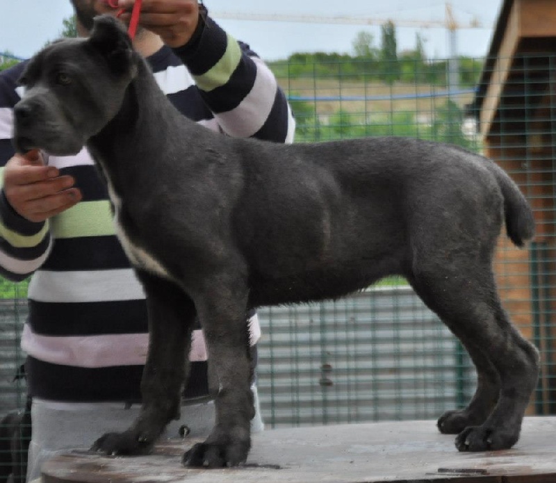 Publication : di Re Manfredi Auteur : re manfredi