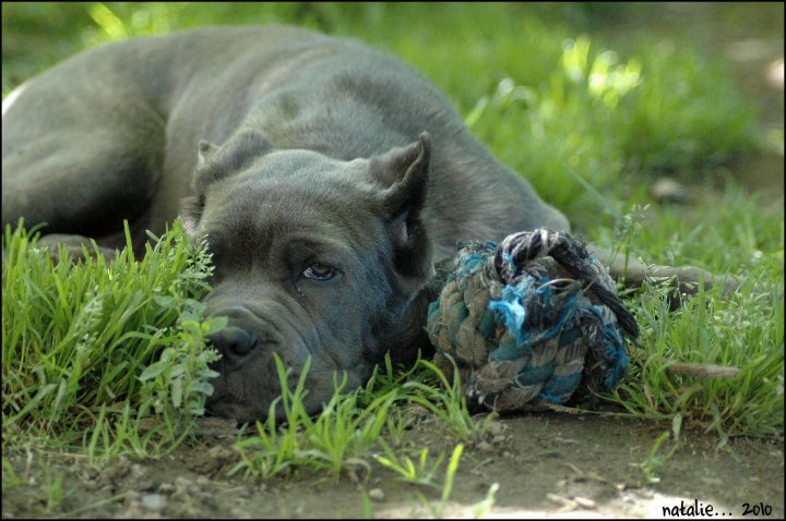 Publication : di Re Manfredi Auteur : NATALIE LAVIGNE