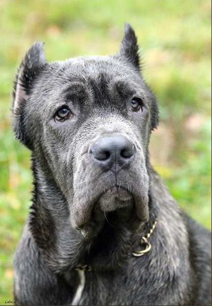 Publication : di Re Manfredi Auteur : NATALIE LAVIGNE