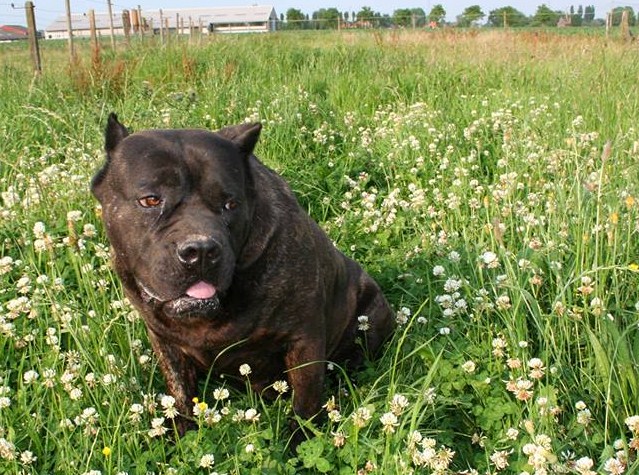 Publication : di Re Manfredi Auteur : Paolo Renzullo