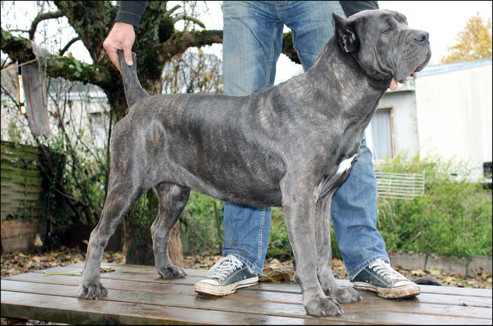 Publication : di Re Manfredi Auteur : NATALIE LAVIGNE