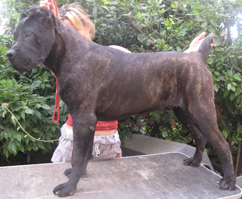 Publication : di Re Manfredi Auteur : NATALIE LAVIGNE