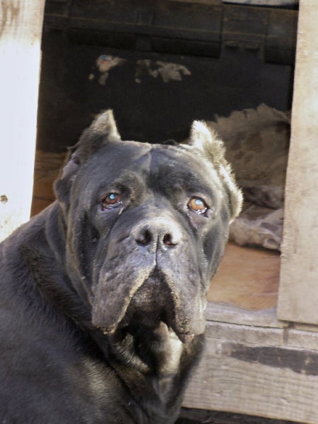 Publication : di Re Manfredi Auteur : Paolo Renzullo