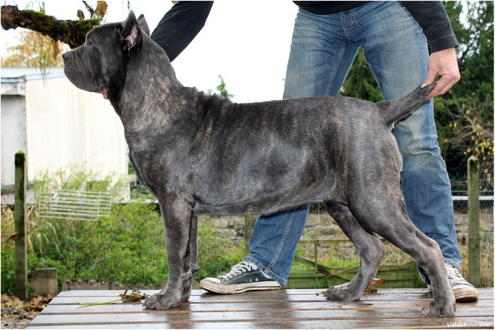 Publication : di Re Manfredi Auteur : NATALIE LAVIGNE