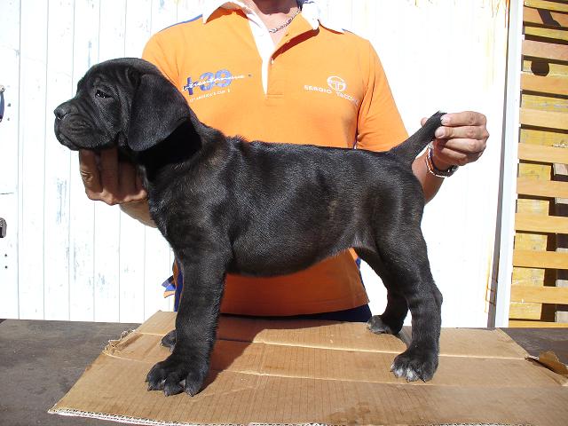 Publication : di Re Manfredi Auteur : Paolo Renzullo