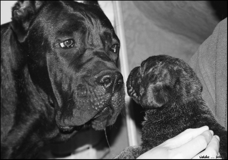 Publication : di Re Manfredi Auteur : NATALIE LAVIGNE