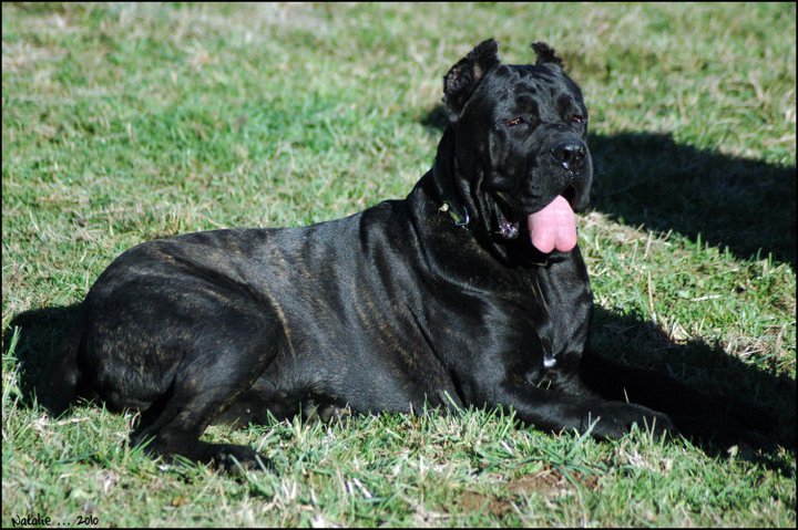 Publication : di Re Manfredi Auteur : NATALIE LAVIGNE