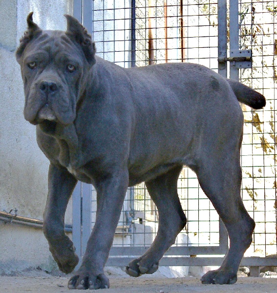 Publication : di Re Manfredi