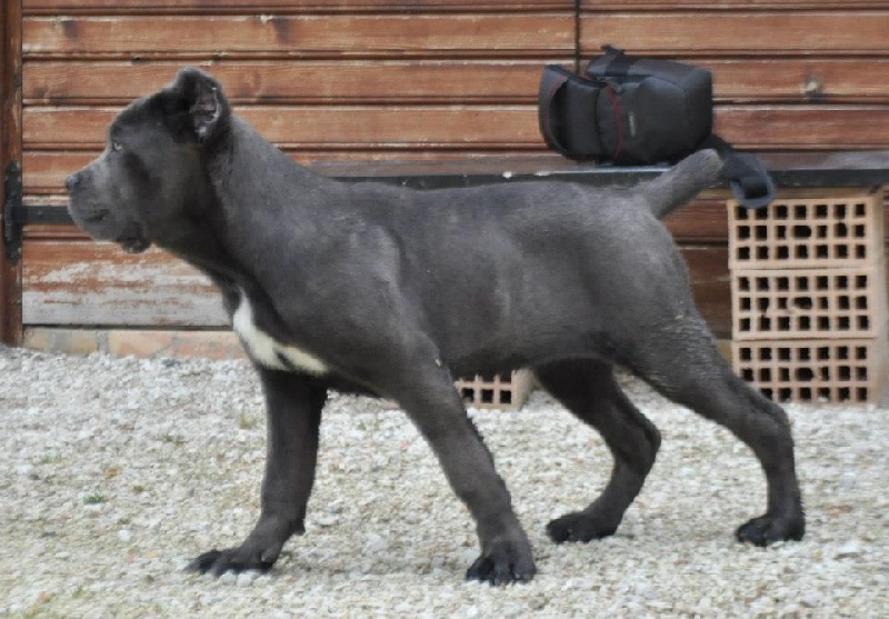 Publication : di Re Manfredi Auteur : re manfredi