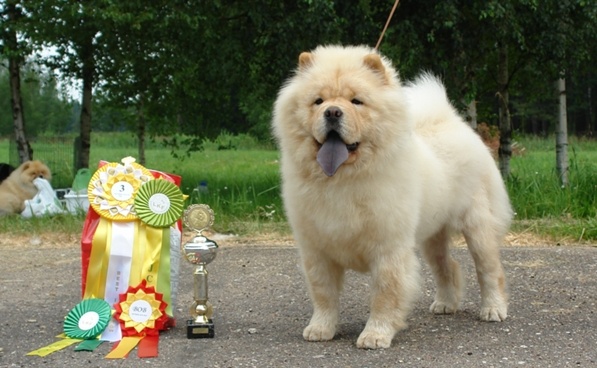 fearless heart Can-Can - Best of Breed, CAC, Best in Show-3