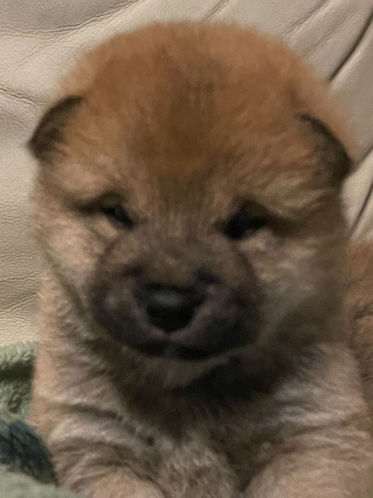 CHIOT 3 - Shiba