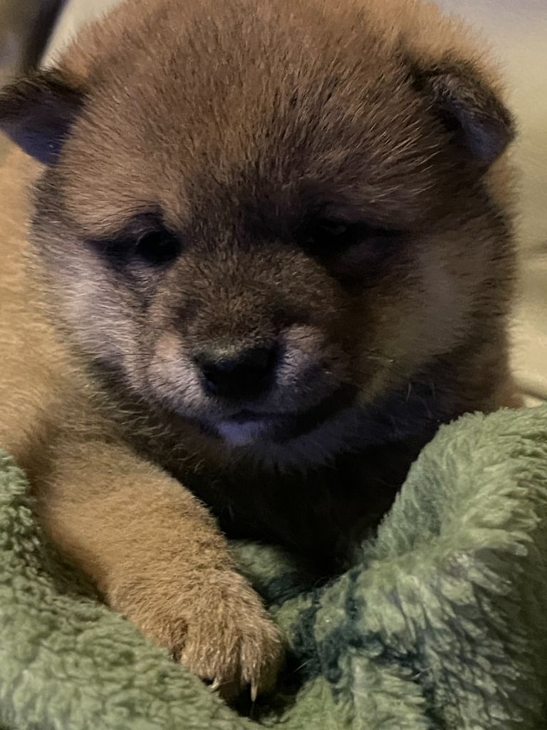 CHIOT 1 - Shiba