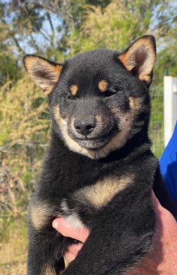 Les chiots de Shiba