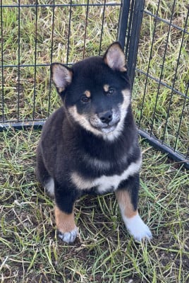 Les chiots de Shiba