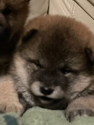 Les chiots de Shiba