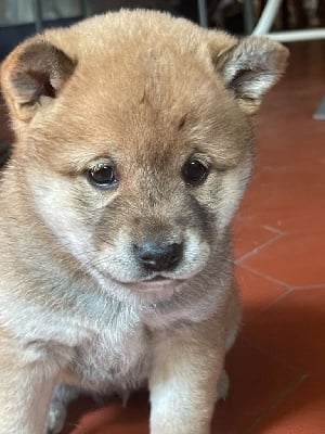 Les chiots de Shiba