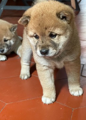 Shiba