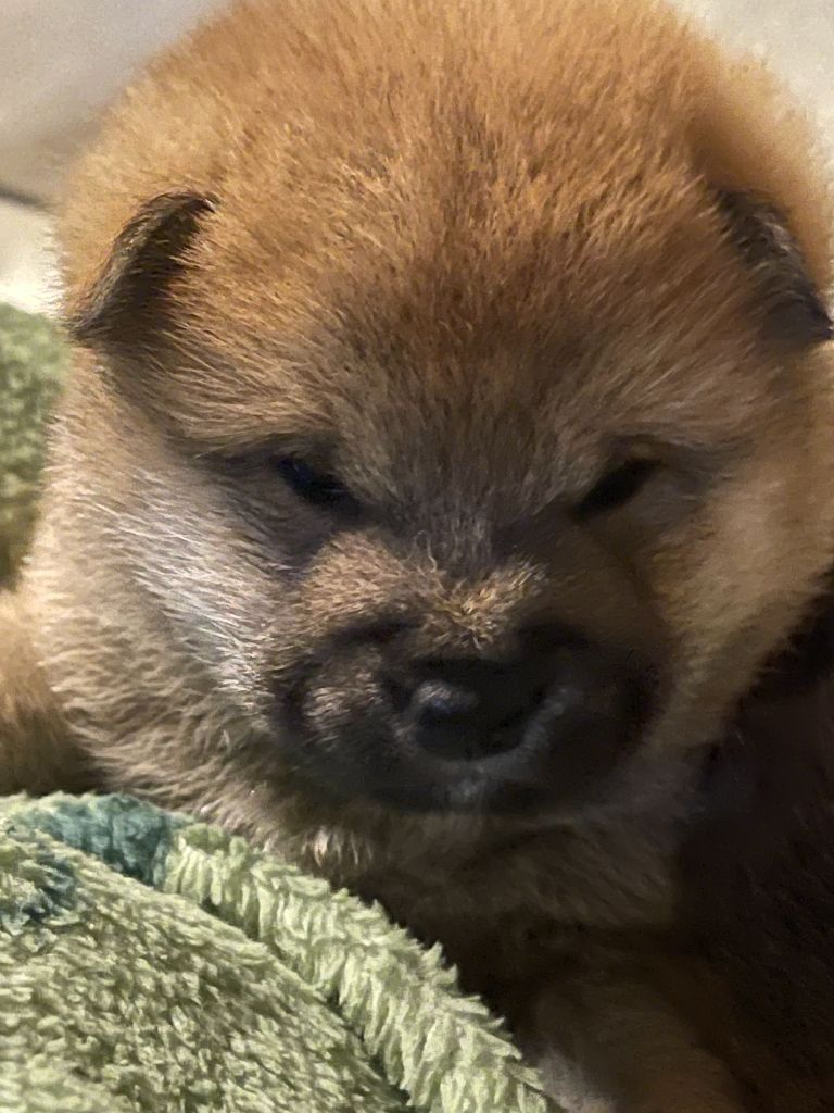 CHIOT 1 - Shiba