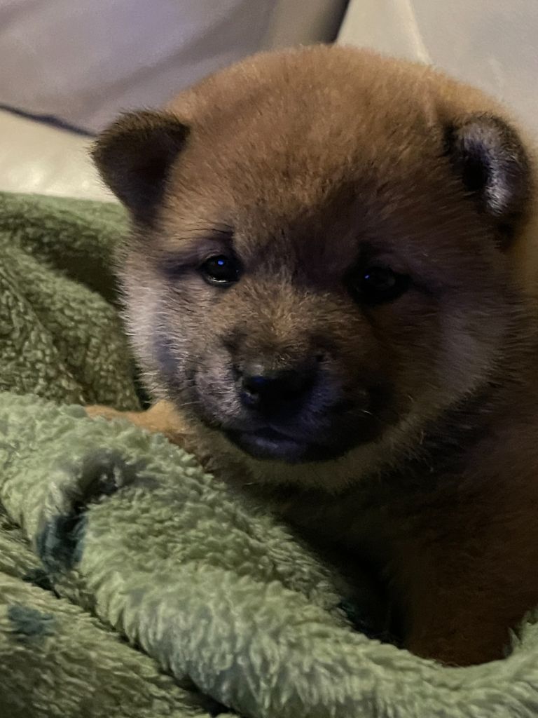 CHIOT 3 - Shiba