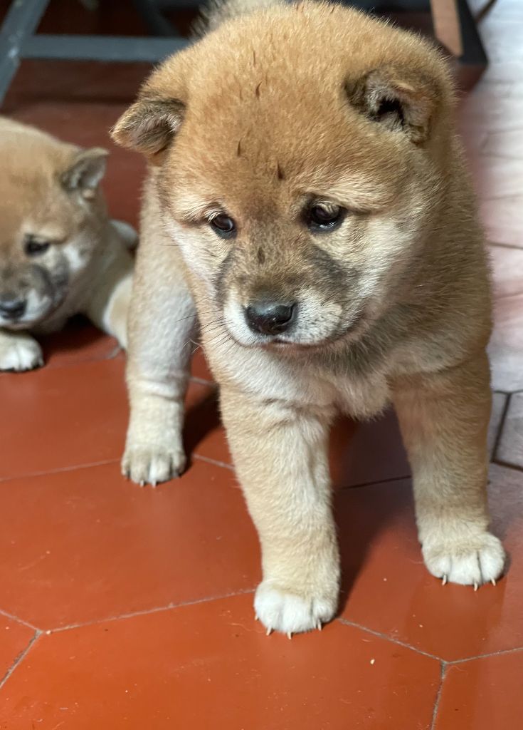 CHIOT 1 - Shiba