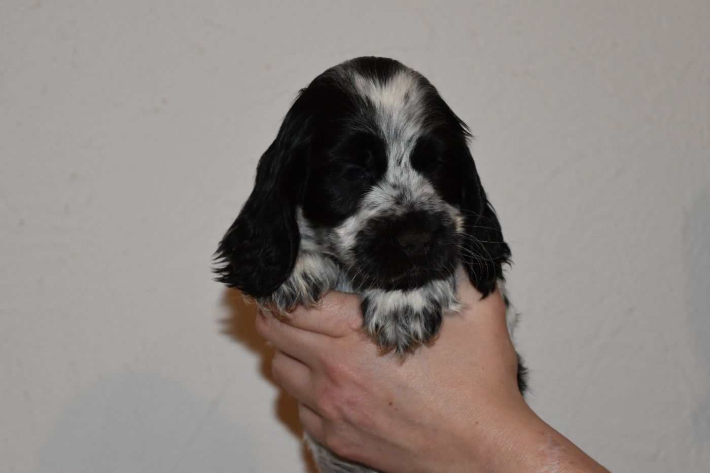 Cocker Spaniel Anglais - Du Boules D'azur