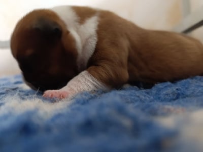Les chiots de Staffordshire Bull Terrier