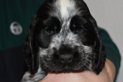 Les chiots de Cocker Spaniel Anglais