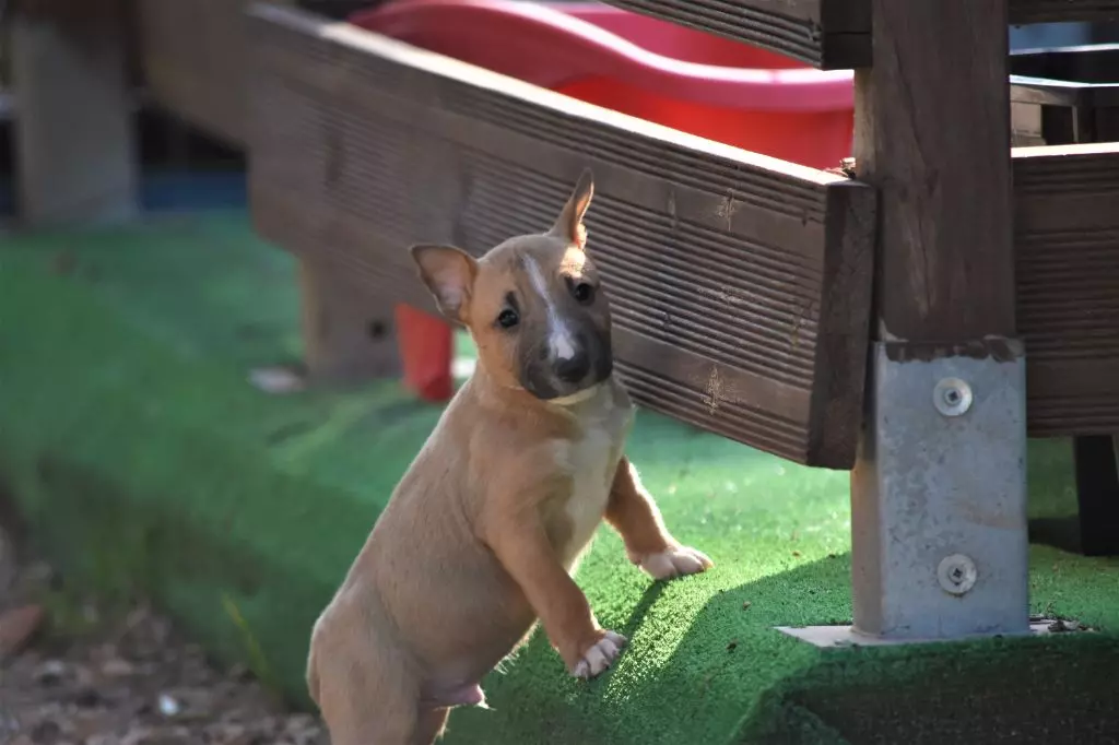 Du Boules D'azur - Chiot disponible  - Bull Terrier Miniature