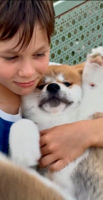 Les chiots de Akita