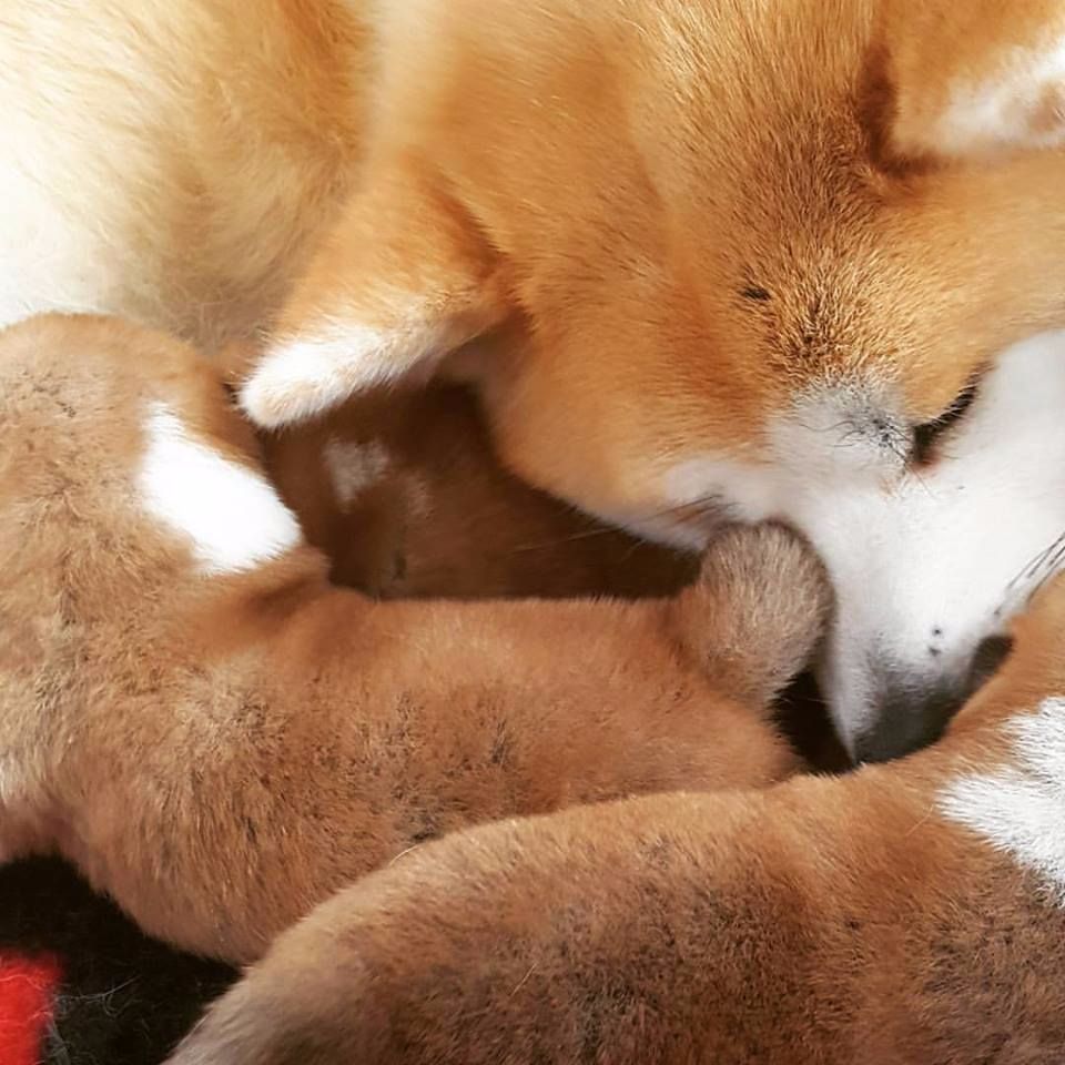 Of Sara Hana Kensha - Akita - Portée née le 14/02/2017