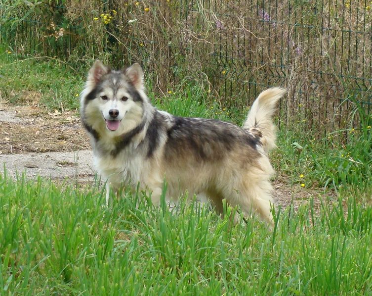 Publication : des jardins de verone Auteur : Véronique BRILHAULT