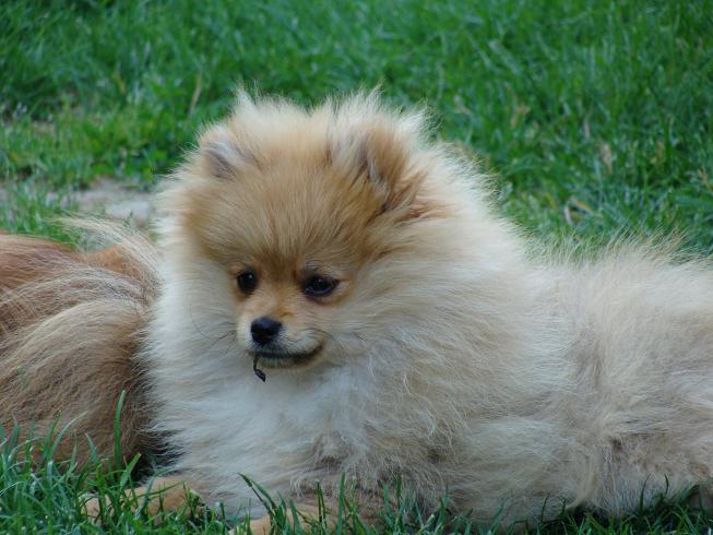 Publication : des jardins de verone Auteur : Véronique Brilhault