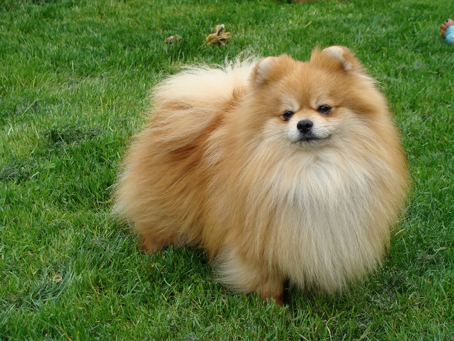 Publication : des jardins de verone Auteur : Véronique Brilhault