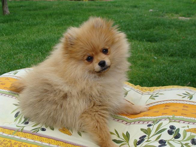 Publication : des jardins de verone Auteur : Véronique Brilhault