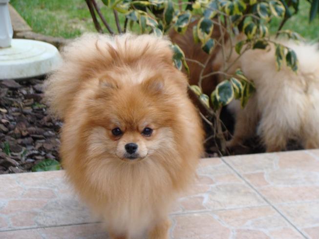 Publication : des jardins de verone Auteur : Véronique Brilhault