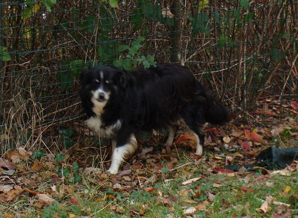 Publication : des jardins de verone Auteur : Véronique BRILHAULT