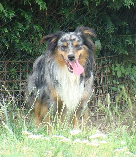 Publication : des jardins de verone Auteur : Véronique BRILHAULT