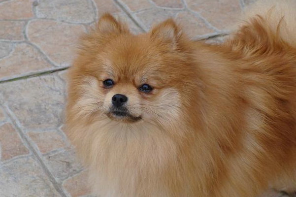 Publication : des jardins de verone Auteur : Véronique Brilhault