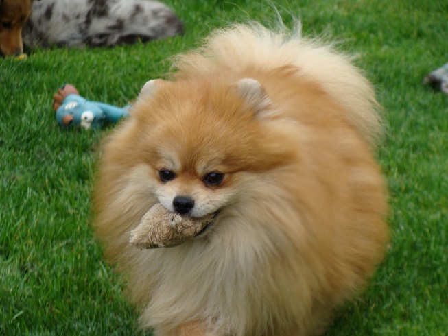 Publication : des jardins de verone Auteur : Véronique Brilhault