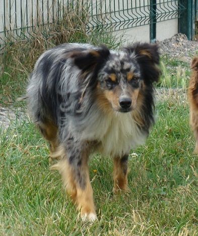 Publication : des jardins de verone Auteur : Véronique BRILHAULT