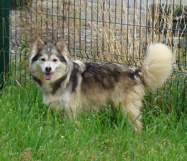 Publication : des jardins de verone Auteur : Véronique BRILHAULT