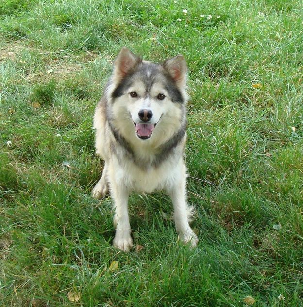 Publication : des jardins de verone Auteur : Véronique BRILHAULT