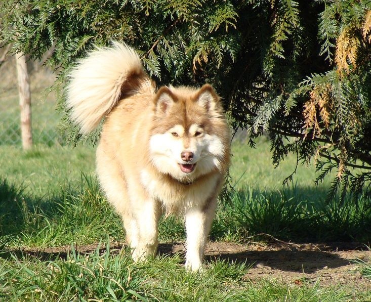 Publication : des jardins de verone Auteur : Véronique BRILHAULT