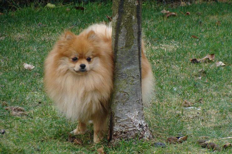 Publication : des jardins de verone Auteur : Véronique Brilhault