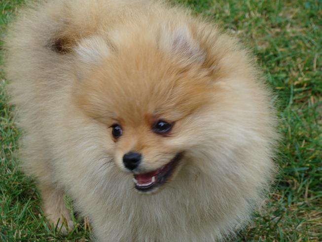 Publication : des jardins de verone Auteur : Véronique Brilhault