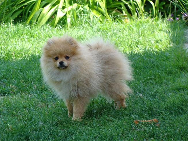 Publication : des jardins de verone Auteur : Véronique Brilhault